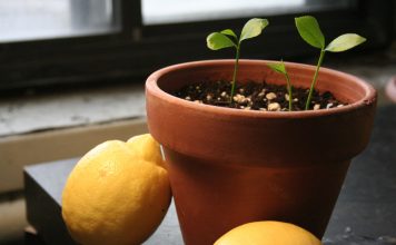 Pianta di limone in vaso… Con i nostri consigli si può!