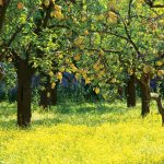 Alla scoperta del “femminello siracusano”