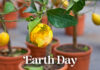 I numerosi usi del limone a sostegno dell’Earth Day