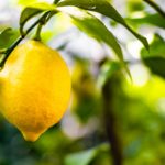 Il Limone: dall’oriente all’occidente la storia ci insegna che… origine del limone