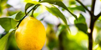 origine del limone