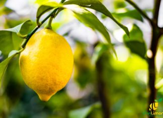 Il Limone: dall’oriente all’occidente la storia ci insegna che… origine del limone