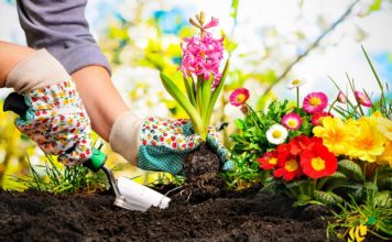 Combattere afidi ed erbacce: come usare il limone per la cura del nostro giardino giardinaggio