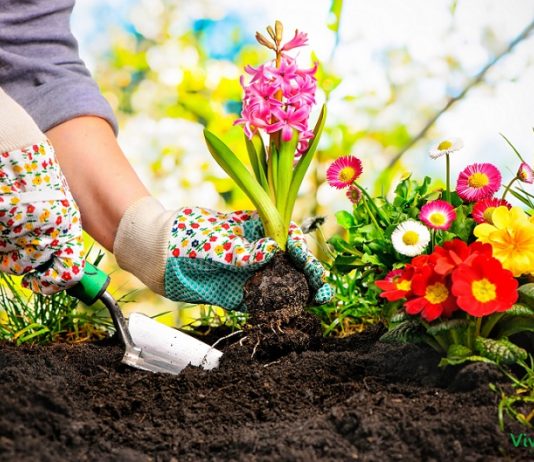 Combattere afidi ed erbacce: come usare il limone per la cura del nostro giardino giardinaggio