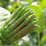 cedro mano di buddha