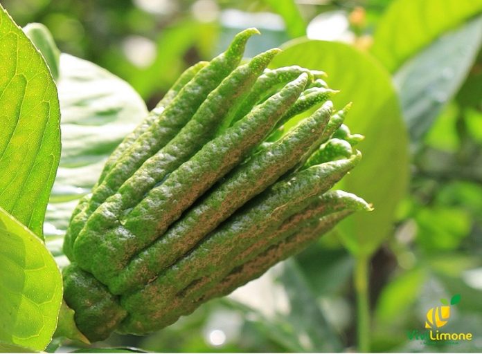 cedro mano di buddha