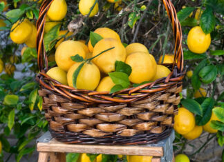 Ecco perché un limone fa primavera!